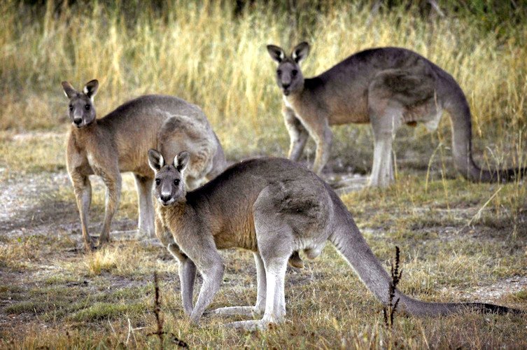  Grey kangaroos feed on grass near Canberra, Australia in 2008