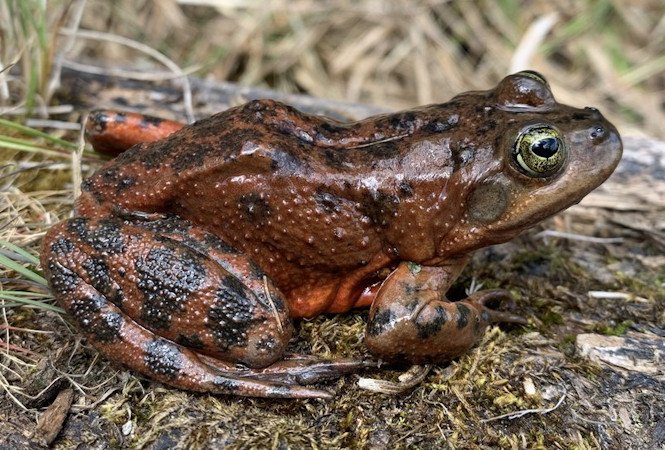 Oregon spotted frog USGs