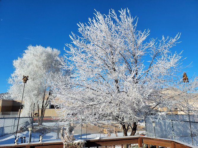 Beauty of frost in the trees, seen in Prineville