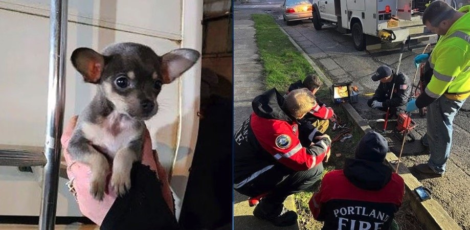 <i>Portland Fire & Rescue</i><br/>Firefighters came to the rescue when a little pup got stuck in a sewer pipe in North Portland on Sunday.