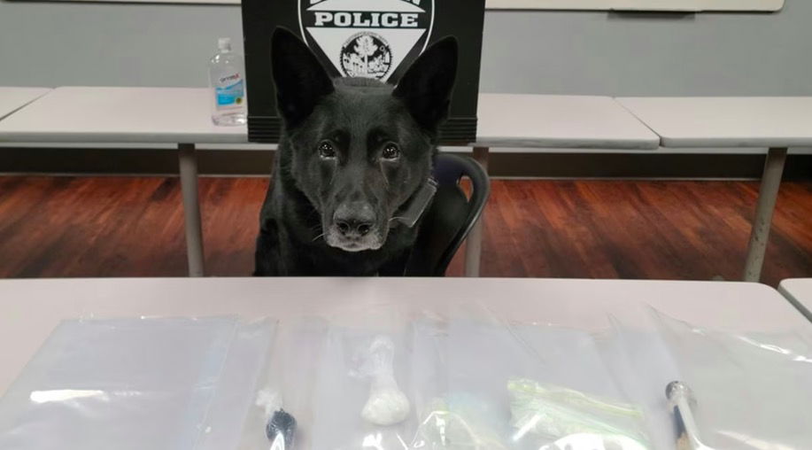 <i>WNEM</i><br/>Saginaw Police K9 Cigan sits behind a table with evidence found inside a stolen car.