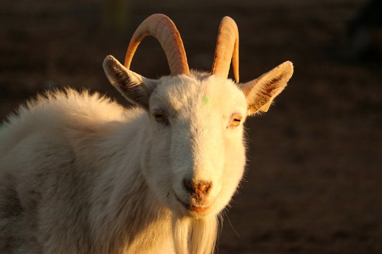 Terrebonne livestock seizure goat 121-3