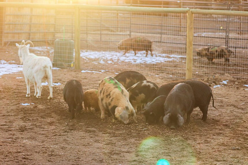 Terrebonne livestock seizure pigs goats 121-1