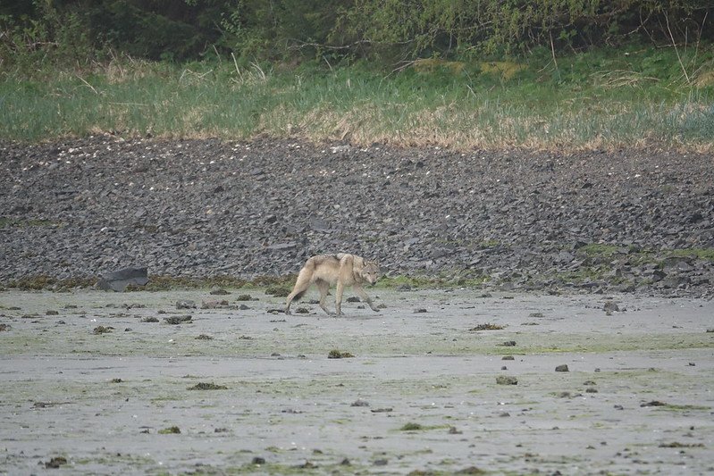A wolf travelling and foraging in the intertidal zone on Pleasant Island in Alaska