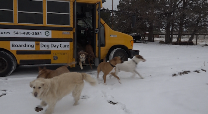 New Bend Doggy Day Care Picks Up Your Furry Friend On School Bus For   Dog.bus .pkg .1.31.23 