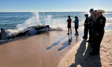 Wildlife officials are investigating the death of a female killer whale that grounded itself on January 11 on a beach in Florida