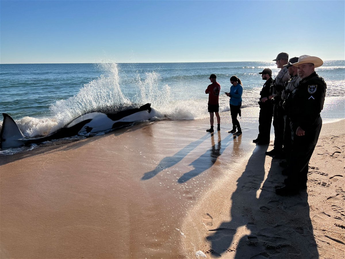 <i>Flagler County Sheriff's Office</i><br/>Wildlife officials are investigating the death of a female killer whale that grounded itself on January 11 on a beach in Florida