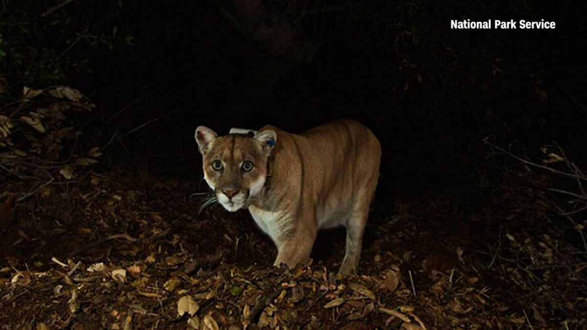 <i>National Park Service</i><br/>Local celebrity mountain lion P-22 had to be euthanized after he was likely struck by a vehicle.
