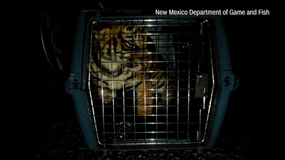 <i>New Mexico Department of Game and Fish</i><br/>Police were following a trail of blood after reports of gunfire when they found the 20-pound tiger
