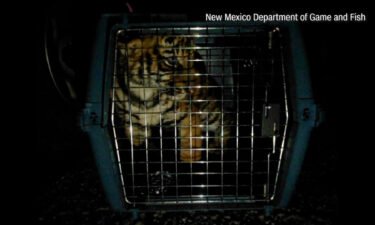Police were following a trail of blood after reports of gunfire when they found the 20-pound tiger