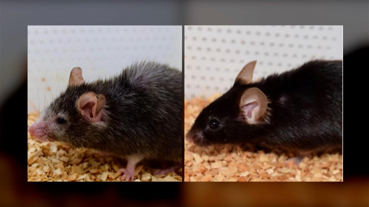 <i>David Sinclair</i><br/>These mice are from the same litter. The one at right has been genetically altered to be old.
