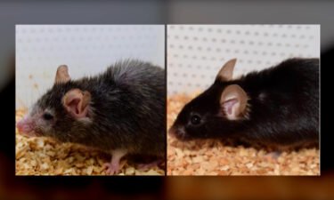 These mice are from the same litter. The one at right has been genetically altered to be old.