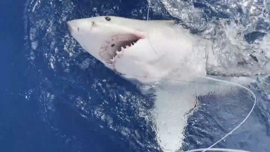 Encounters at sea: Giant squid and great white sharks - KTVZ