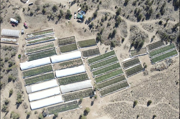 Aerial view of portion of large Alfalfa illegal marijuana grow raided in Sept. 2021