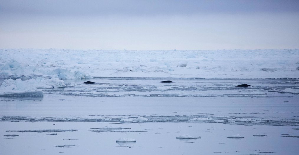 Three bowhead whales breathing near ice
