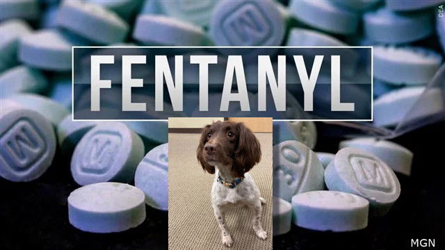 Bend Police drug-detection K-9 Bonnie played a key role in late Saturday night fentanyl trafficking arrests