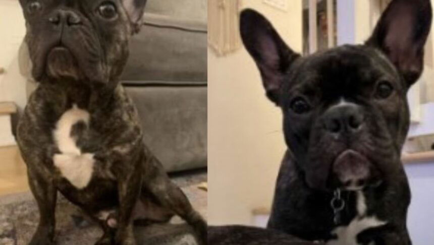 <i>Los Angeles Police Department/KVVU</i><br/>A man from Las Vegas has been arrested and accused in an armed robbery of two French bulldogs from a pregnant woman in Southern California.