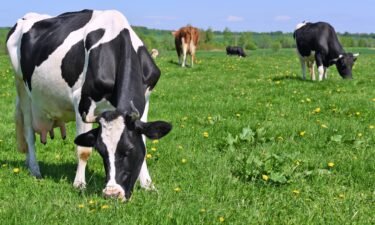 4 factors that show the environmental benefits of plant-based meat