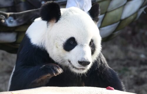 Giant panda Le Le is seen here at the Memphis Zoo in February 2021. Le Le died at the Memphis Zoo earlier this week.