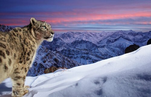 A spectacular image of a snow leopard gazing out across mountains in India has been voted the winner of this year's Wildlife Photographer of the Year People's Choice Award.