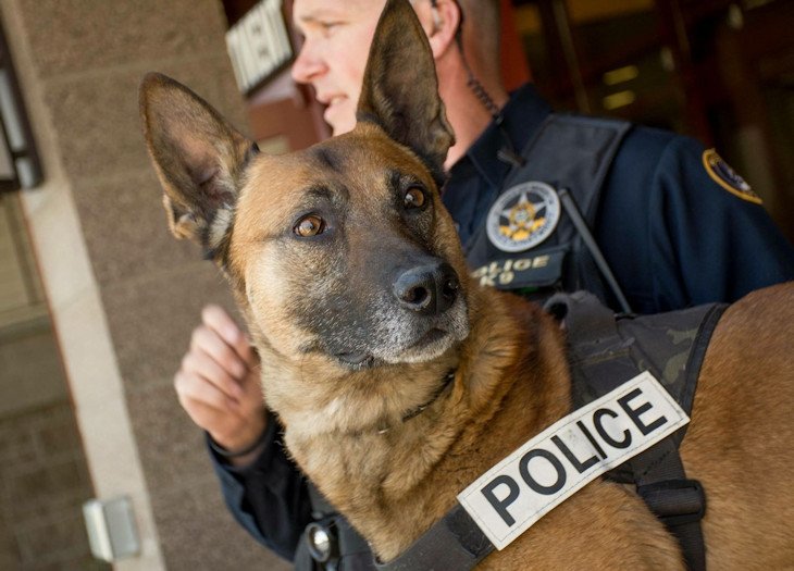 K-9 Haras was valued, 'tenacious' member of the Bend Police force