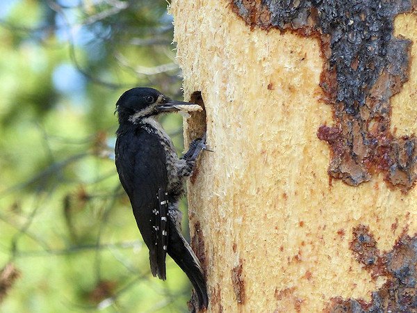 The black-backed woodpecker, once thought to limit itself to recently burned areas, can breed successfully in the green parts of fire-prone landscapes too, according to a finding by OSU scientists 