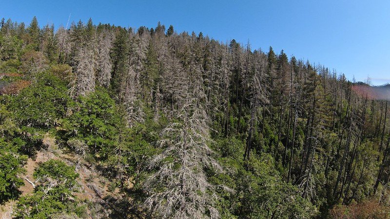 Douglas fir mortality in a forest overstory