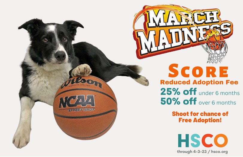 HSCO March Madness adoption special dog
