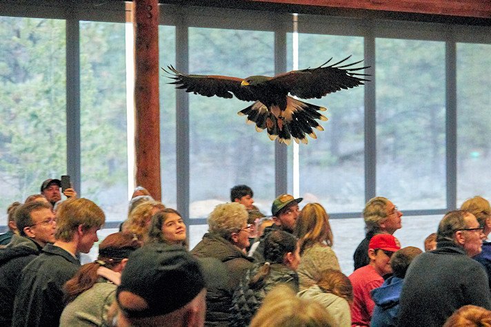 Harriss hawk flies over audience in High Desert Museum's 'Sky Hunters' program