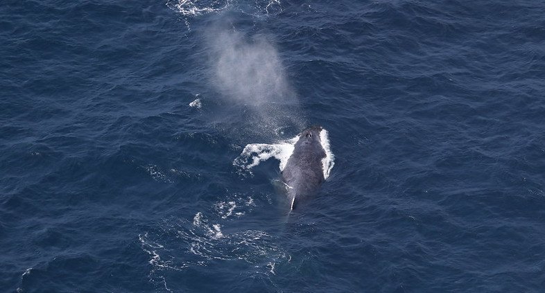 Humpback whale off the Oregon Coast