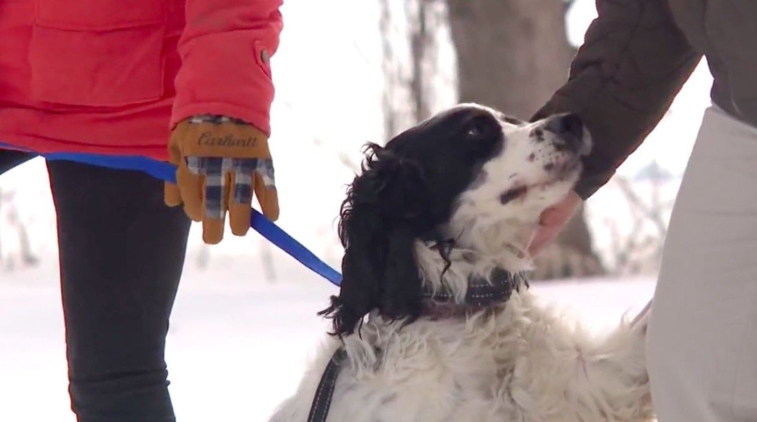 <i>WCCO</i><br/>An English Springer Spaniel named Gannicus fell down an uncovered well earlier this week in the town of Morgan in Redwood County.