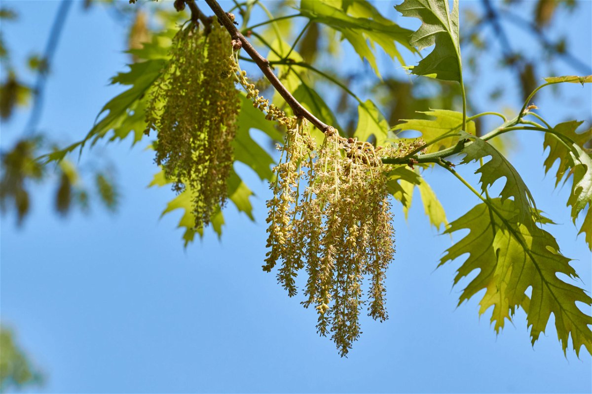 <i>Andrei Zhigaltsov/iStockphoto/Getty Images</i><br/>Oak trees are pumping out pollen in the Southeast