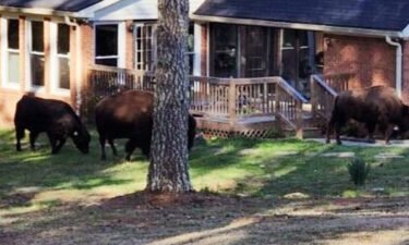 Rapper Rick Ross has thanked his neighbors for helping return his buffaloes to his Georgia property after they wandered off.