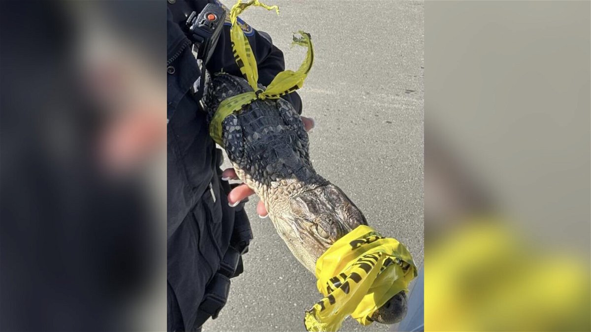 <i>ACCT Philly</i><br/>Police used caution tape to help secure the reptile.