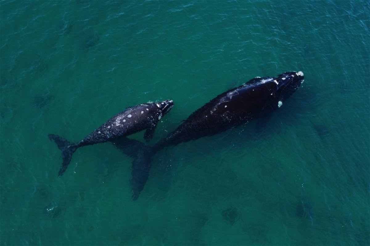 <i>Luis Robayo/AFP/Getty Images</i><br/>A southern right whale with its calf in the waters of the South Atlantic Ocean near Puerto Madryn