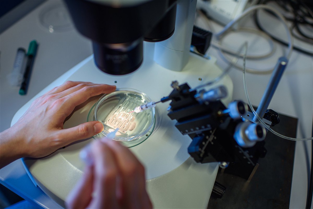 <i>Gregor Fischer/picture alliance/Getty Images</i><br/>How human gene editing is moving on after the CRISPR baby scandal. A researcher is pictured handling a petri dish while observing a CRISPR/Cas9 process through a stereomicroscope at the Max-Delbrueck-Centre for Molecular Medicine in 2018.