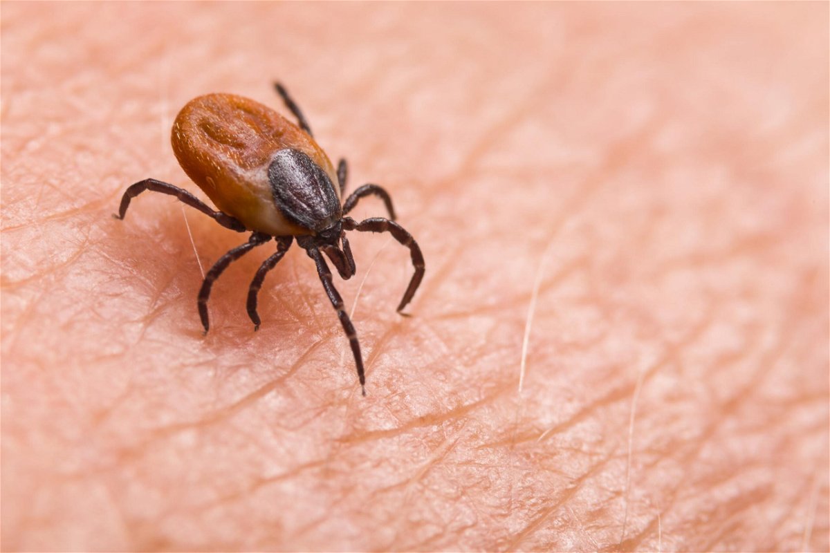 <i>Shutterstock</i><br/>Tickborne disease has been on the rise in the US