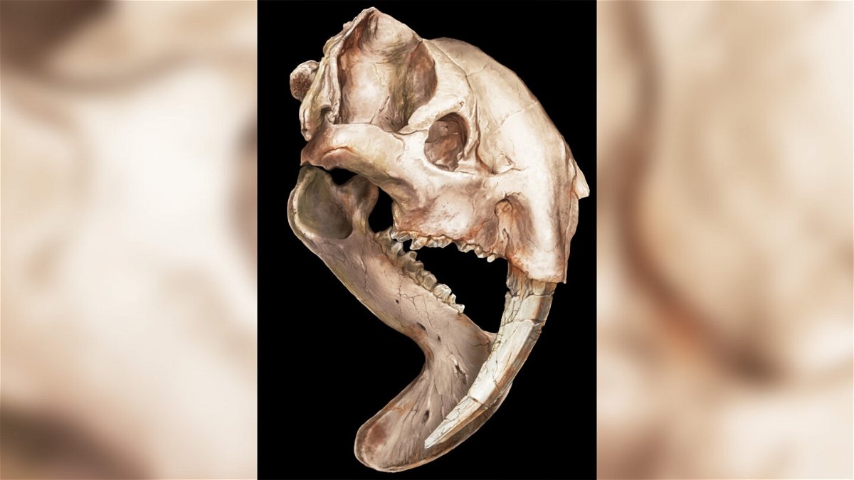 <i>Jorge Blanco</i><br/>Thylacosmilus' skull shows just how unusual the animal was.