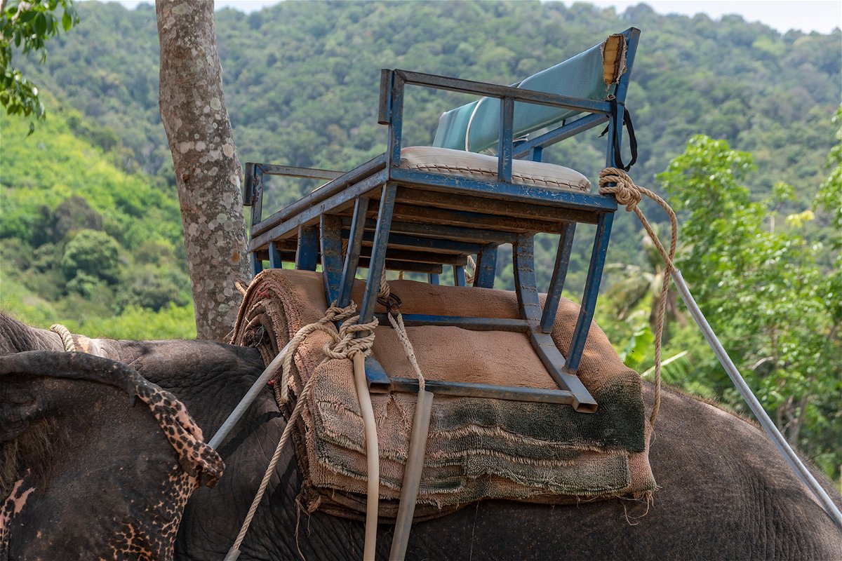 This is what years of tourist rides do to an elephant