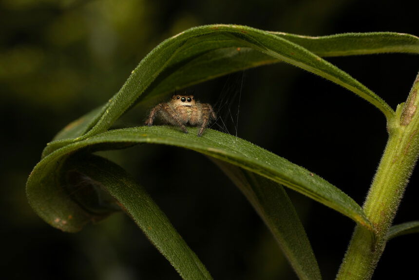 how to heal a spider bite on eye｜TikTok Search