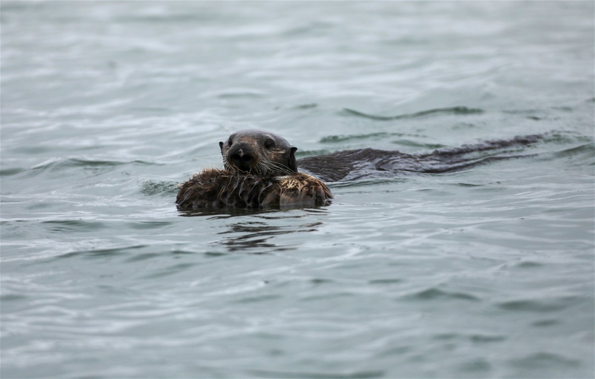 <i>Nathan Frandino/Reuters/FILE</i><br/>A study says a rare strain of a parasite has killed four southern sea otters in California in the past couple years. Here