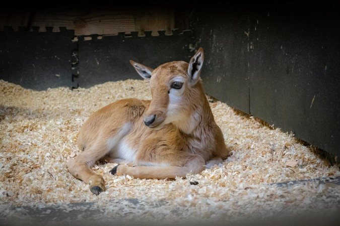 The Oregon Zoo welcomed a rare African bontebok calf this month