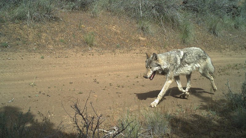 A Metolius wolf trots past a trail camera on May, 31 2022 on USFS lands in Jefferson County