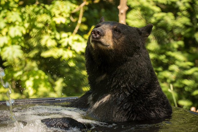 Oregon Zoo grieves loss of black bear, Takoda