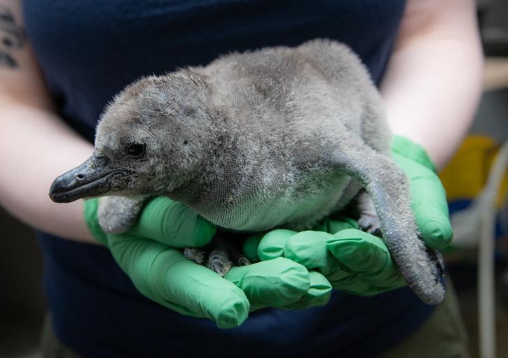 Con pepitas y píos, polluelos de pingüinos esponjosos nacen en el Zoológico de Oregón