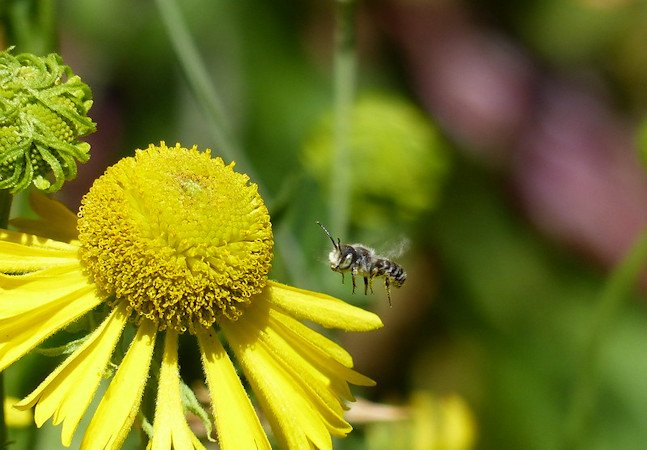Oregon native bee