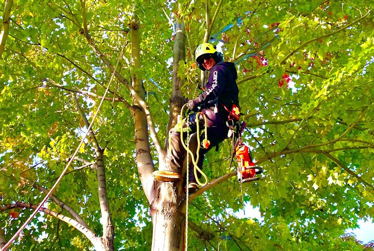 Redmond arborist Cassie Sigloh is one of four individuals and organizations honored this year by the Oregon Dept. of Forestry and the non-profit Oregon Community Trees for their vital contributions to urban forestry in the state