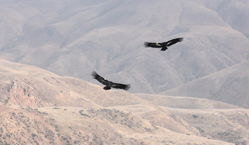 A pair of Condors soar above Bitter Creek National Wildlife Refuge near Maricopa, Califonia. Condors usually mate for life, raising one chick for a year before laying and hatching another egg