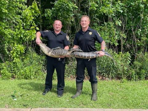 <i>St. Charles Parish Sheriff's Office/WDSU</i><br/>St. Charles Parish deputies had a busy day capturing alligators Sunday.