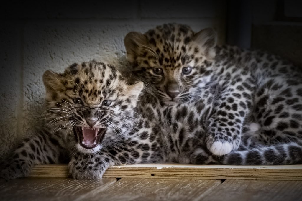 <i>Pittsburgh Zoo & Aquarium</i><br/>The Pittsburgh Zoo has welcomed two adorable -- and critically endangered -- Amur leopard cubs.